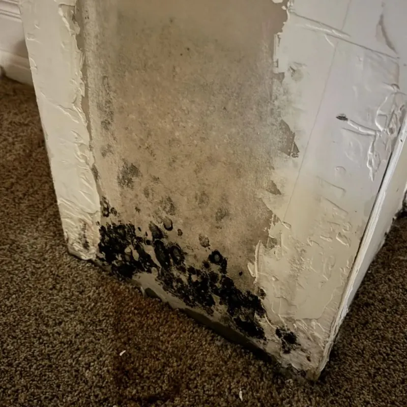 Professional Mold Removal in Natchez, MS